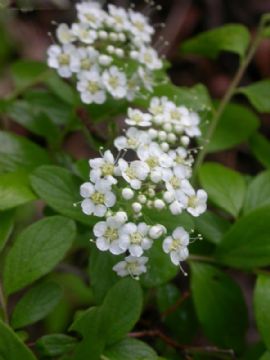 Spiraea Media Extract